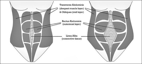 AbdominalMuscles.SKF