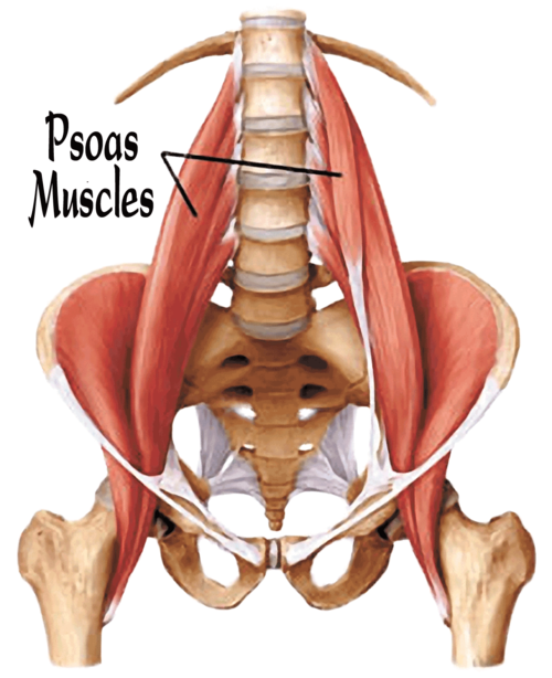 Is Your Psoas Causing Your Lower Back Pain?